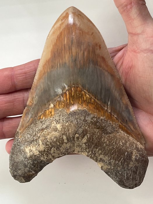 Enorme Megalodon tand 14,1 cm - Fossiele tand - Carcharocles megalodon