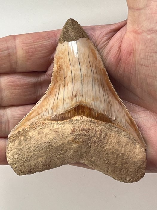 Dente de Megalodonte 10,0 cm - Dente fóssil - Carcharocles megalodon  (Sem preço de reserva)