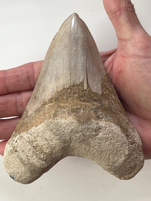 Ogromny ząb megalodona 13,4 cm - Skamieniały ząb - Carcharocles megalodon  (Bez ceny minimalnej
)