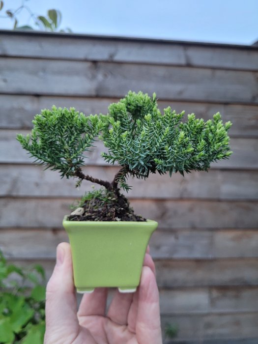 Juniper bonsai (Juniperus) - Height (Tree): 9 cm - Depth (Tree): 14 cm - Netherlands