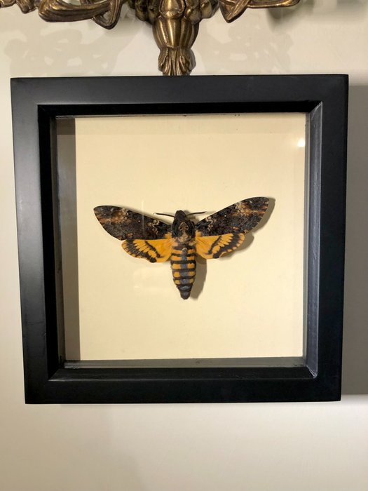 Death Head Hawk Moth Taxidermia fali tartó - Acherontia - 16.5 cm - 16.5 cm - 3.5 cm - Nem CITES-fajok - 1