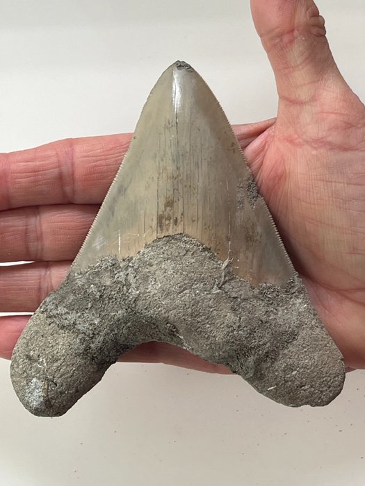 Ząb megalodona 12,2 cm - Skamieniały ząb - Carcharocles megalodon  (Bez ceny minimalnej
)