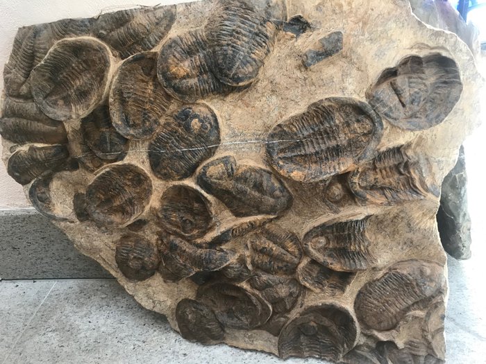 Association des grands trilobites - Animal fossilisé - Asaphus sp. - 72 cm