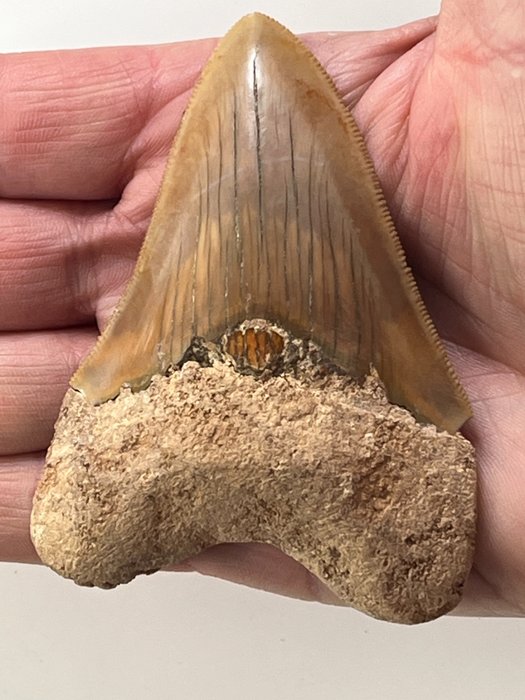 Dent de mégalodon 9,1 cm - Dent fossile - Carcharocles megalodon  (Sans Prix de Réserve)