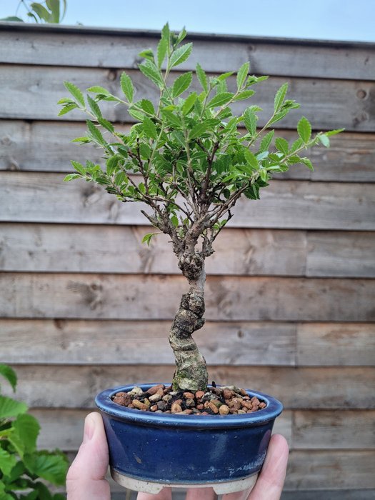 Japanese elm bonsai (Zelkova) - 高度 (樹): 18 cm - 深度 (樹): 11 cm - 日本