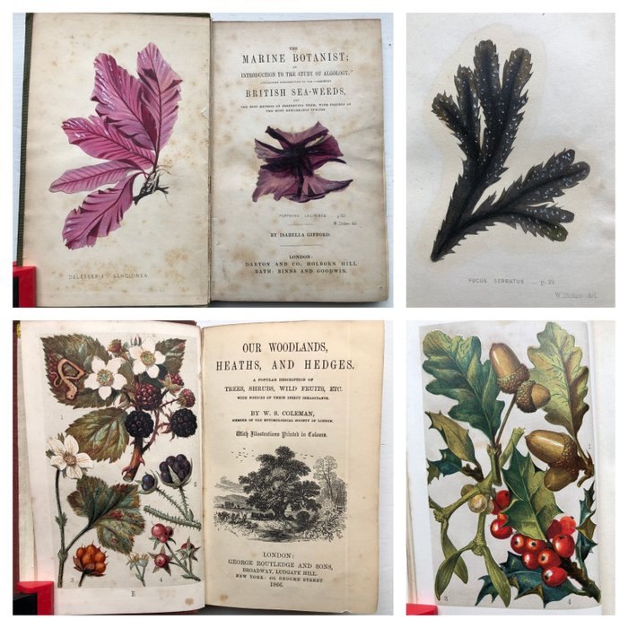 Isabella Gifford - W.S. Coleman - Marine Botanist British Sea - weeds & Woodlands Heaths and Hedges. - 1866
