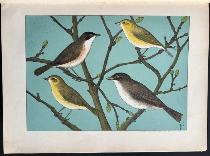 Thijsse Jac. P. - Het vogeljaar. Nederlandsche vogels in hun leven geschetst - 1904