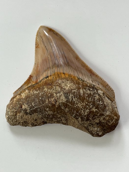 Megalodon tand 7,3 cm - Fossil tand - Carcharocles megalodon  (Utan reservationspris)