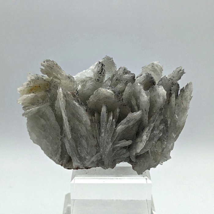 BLÅ BARIT översållad med BRILJANTA mineraler kristaller - 86×60×55 mm - 264.95 g - (1)
