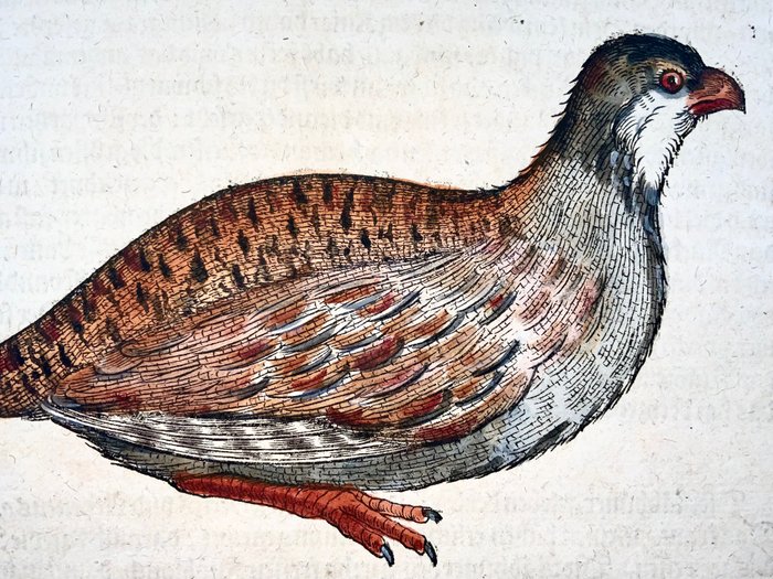 Conrad Gesner [1516-1565], Konrad Gessner - True Partridge, Perdix, ornithology, folio with large hand coloured woodcut - 1582