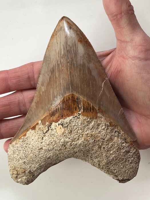 巨大的巨齒鯊牙齒 14.0 厘米 - 牙齒化石 - Carcharocles megalodon