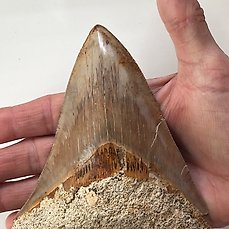 Enorme Megalodon tand 14,0 cm – Fossiele tand – Carcharocles megalodon