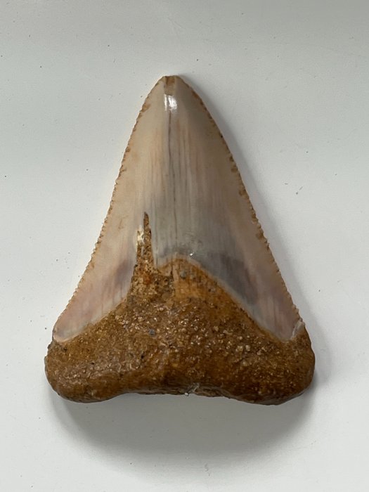 巨齿鲨牙齿 5.7 厘米 - 牙齿化石 - Carcharocles megalodon  (没有保留价)