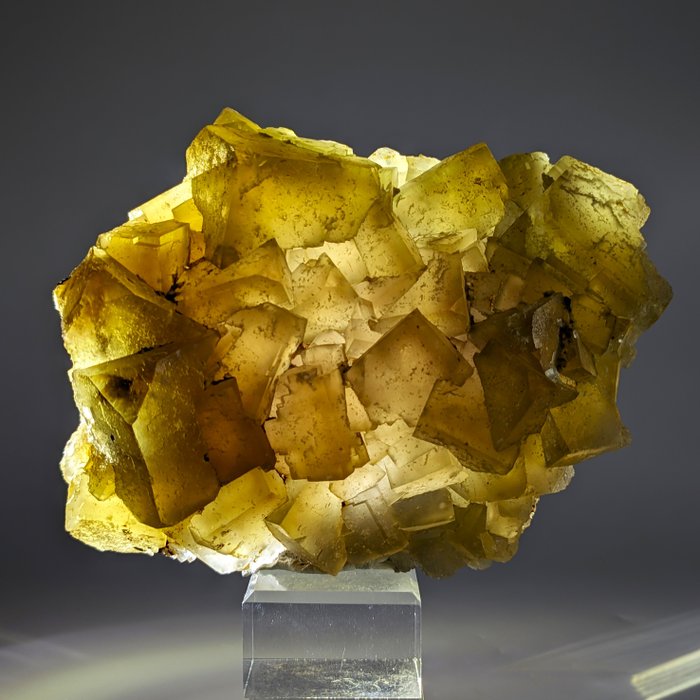 Jättestor GUL-GRÖNLIG FLUORIT, stora kubiska kristaller kristall på matrisen - Höjd: 110 mm - Bredd: 61 mm- 848.52 g - (1)