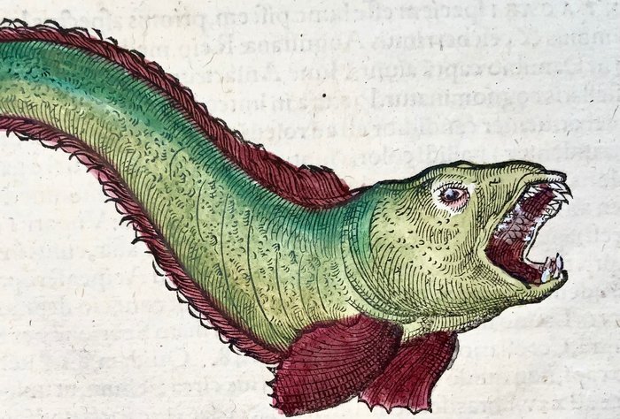 Conrad Gesner [Konrad Gessner] 1516-1565 - Klipfish & Sturgeon, Ichthyology folio with 2 fine woodcuts - 1557