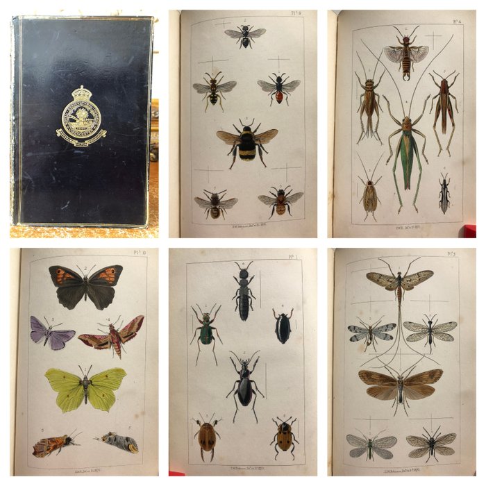 E. F. Staveley - British Insects: A Familiar Description of the Form, Structure, Habits, and Transformations - 1871