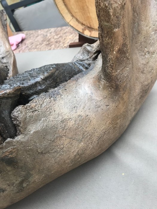 Wollhaarmammut - Fossiles Skelett - 28 cm - 40 cm
