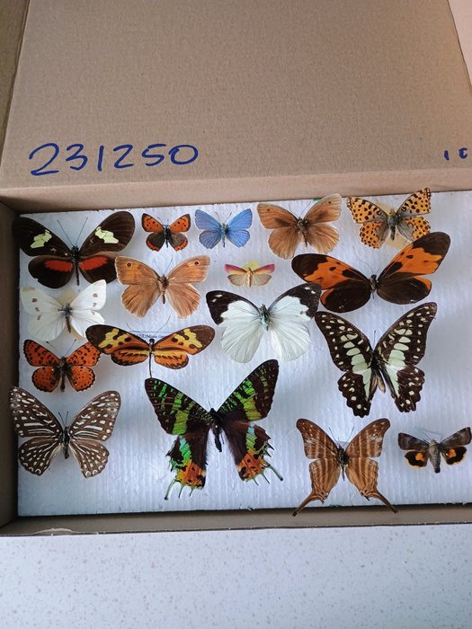 Schmetterling Taxidermie-Ganzkörpermontage - Different names - 1 cm - 1 cm - 1 cm - 17