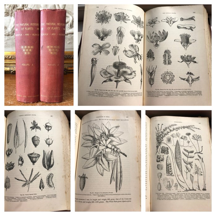 Kerner Von Marilaun & F. W. Oliver - The Natural History of Plants Volume 1-2 - 1902