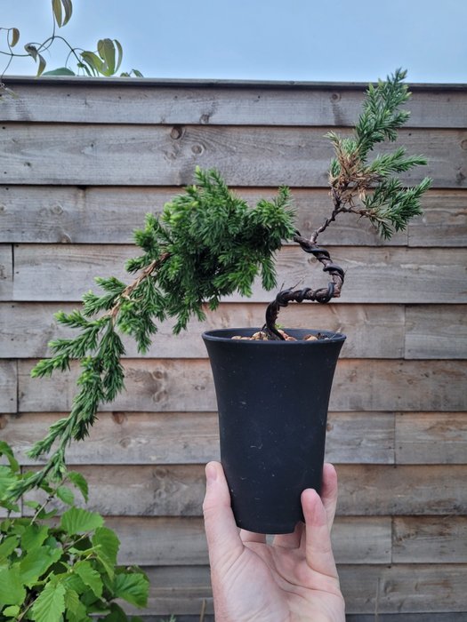 Bonsaï Genévrier (Juniperus) - Hauteur (arbre) : 20 cm - Profondeur (arbre) : 30 cm - Pays-Bas