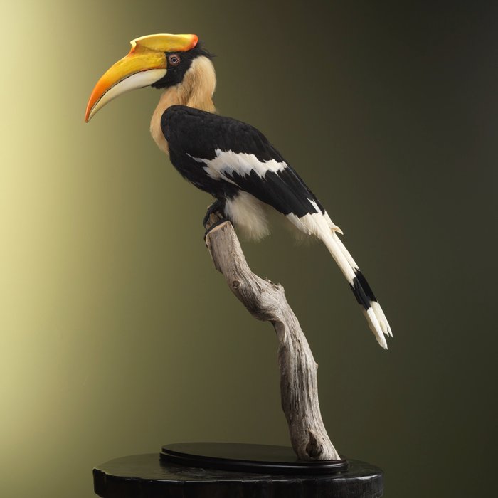 Great Hornbill - Taxidermy full body mount - Buceros bicornis (with full EU Article 10) - 87 cm - 45 cm - 60 cm - CITES Appendix I - Annex A in the EU