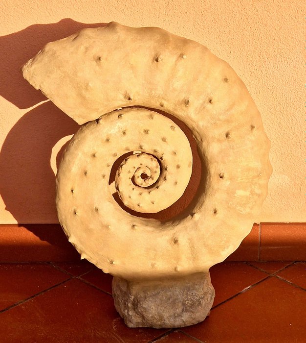 Ammonit - Forstenet skal - 55 cm