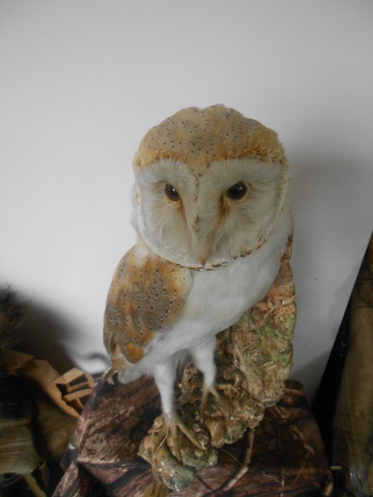 谷仓猫头鹰 动物标本剥制全身支架 - Effraie des clochers Chouette effraie Tyto alba - Western Barn Owl - 0 cm - 0 cm - 0 cm - CITES前 (即1947年前) - 1