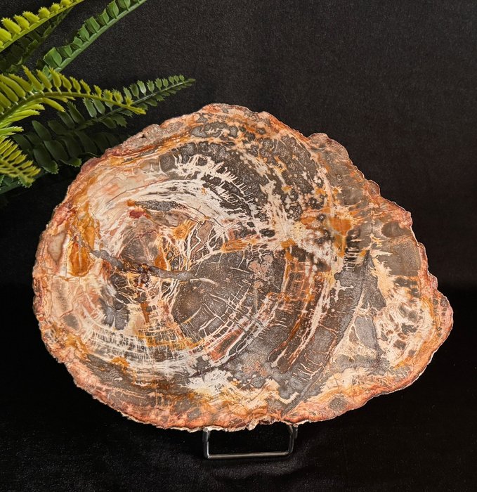 Geweldig decoratief versteend houten paneel op standaard - Fossiele matrix - Araucaria - 24 cm - 18 cm
