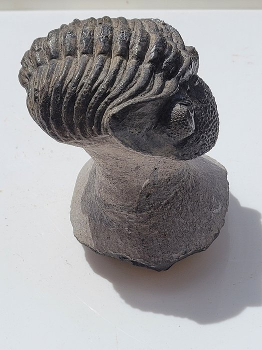 Trilobit - Fossiliserat djur - Huge Phacops - 8.2 cm  (Utan reservationspris)