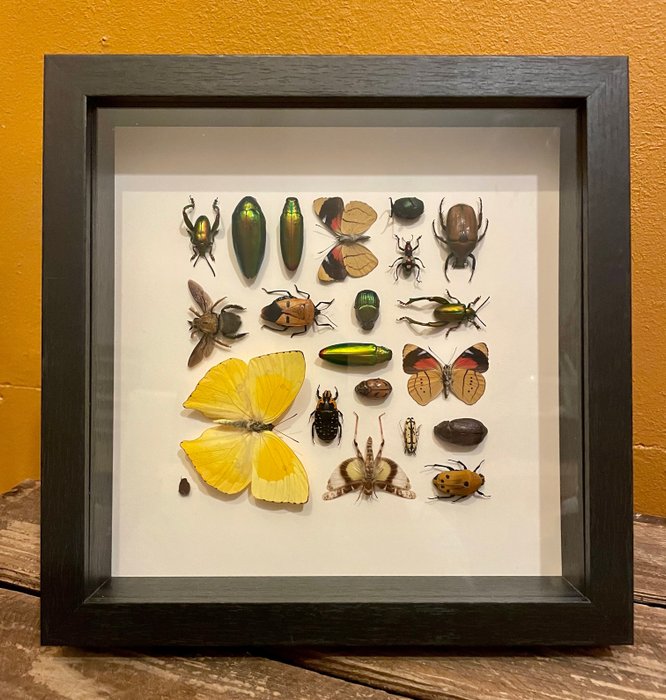 Owady i motyle Ścienny eksponat taksydermiczny - Various species - 25 cm - 25 cm - 6 cm - 1