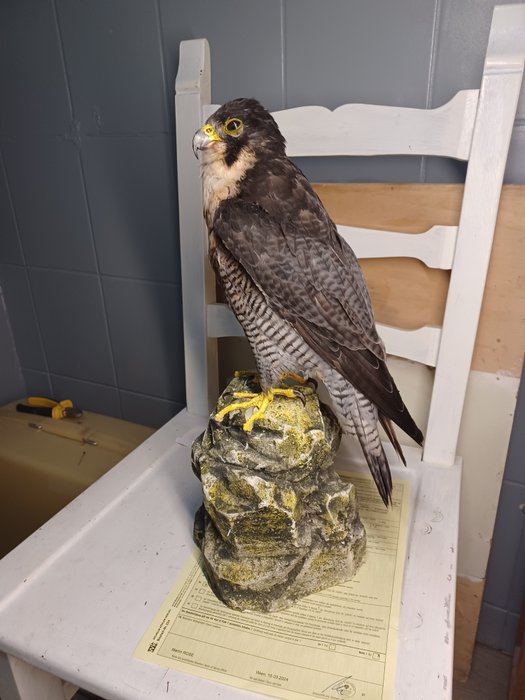 Haukka Täytetyn eläimen koko kehon jalusta - Falco peregrinus - 35 cm - 10 cm - 40 cm - CITES Appendix I - EU:n Annex A - 1
