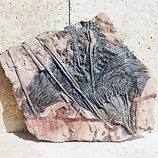 Crinoide – Gefossiliseerd dier – Crinoidea – 47 cm – 47 cm