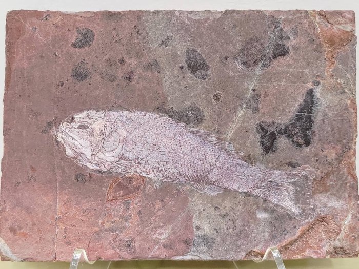 化石 - Fossil matrix - Xingyia gracilis - 16 cm - 11.5 cm