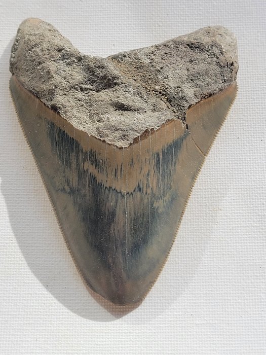 巨牙鯊 - 牙齒化石 - 10.6 cm - 7.7 cm