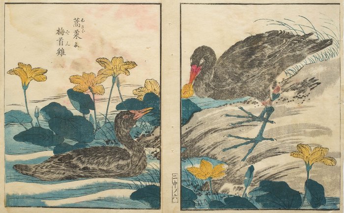 Tweeluik uit "Kachō shashin zui" 花鳥寫真圖彙 (Pictures of Flowers & Birds Drawn from Life), vol. 5 - Kitao Shigemasa 北尾重政 (1739–1820) - 日本 -  江戶時代晚期