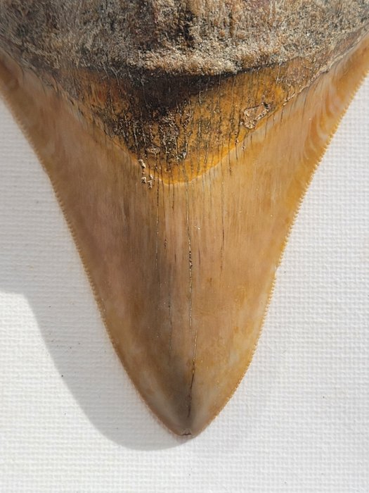 巨牙鯊 - 牙齒化石 - 10.6 cm - 8 cm