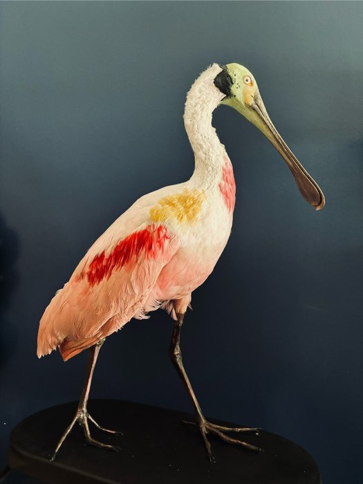 粉紅琵鷺 標本全身支架 - Platalea ajaja - 52 cm - 54 cm - 18 cm - 非《瀕臨絕種野生動植物國際貿易公約》物種