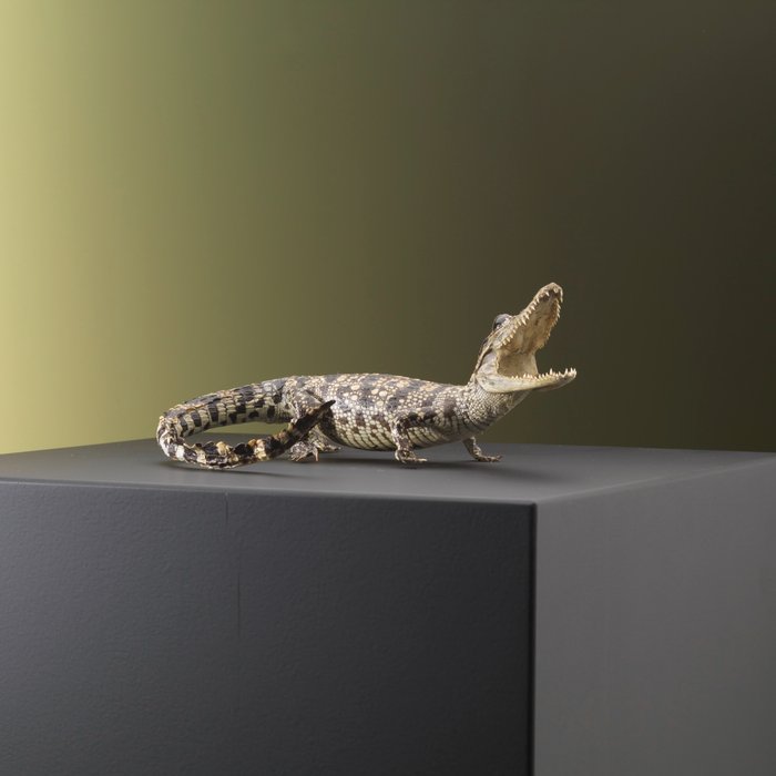 Siamesisk krokodil - Taxidermi - helmontering - Crocodylus siamensis - 8 cm - 14 cm - 18 cm - CITES-tillägg I – Källa D