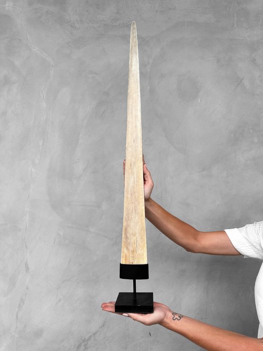 KEIN MINDESTPREIS – Schwertfisch – Ein großes Podium, montiert auf einem maßgefertigten Sockel – Rostrum auf Ständer - Xiphias Gladius - 85 cm - 10 cm - 10 cm- Nicht-CITES-Arten -  (1)