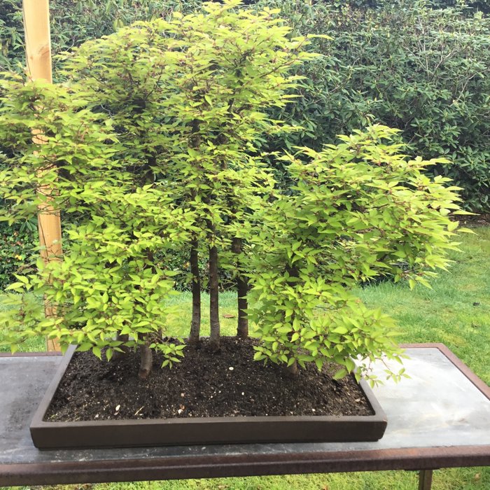 Japanese iep bonsai (Zelkova) - Hoogte (boom): 60 cm - Diepte (boom): 50 cm - Japan