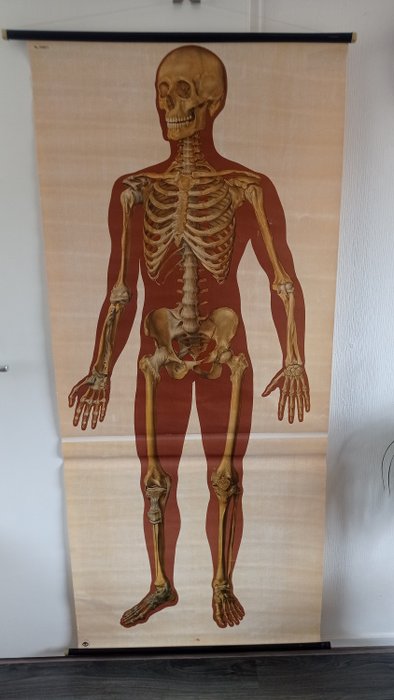 Deutsche Hygiene Museum. - Carte scolaire - Fiche scolaire anatomique du squelette humain. - Lin