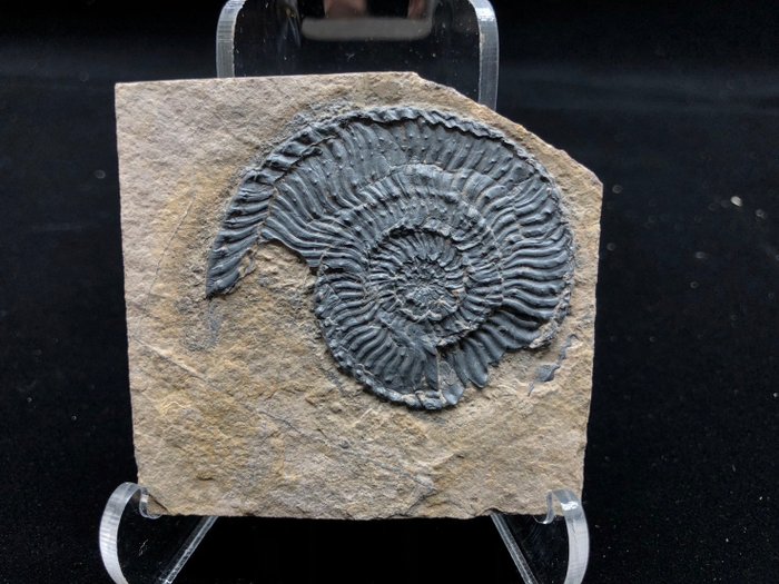 Ammoniitti - Kivettynyt eläin - Trachyceras aon - 6 cm - 6 cm  (Ei pohjahintaa)