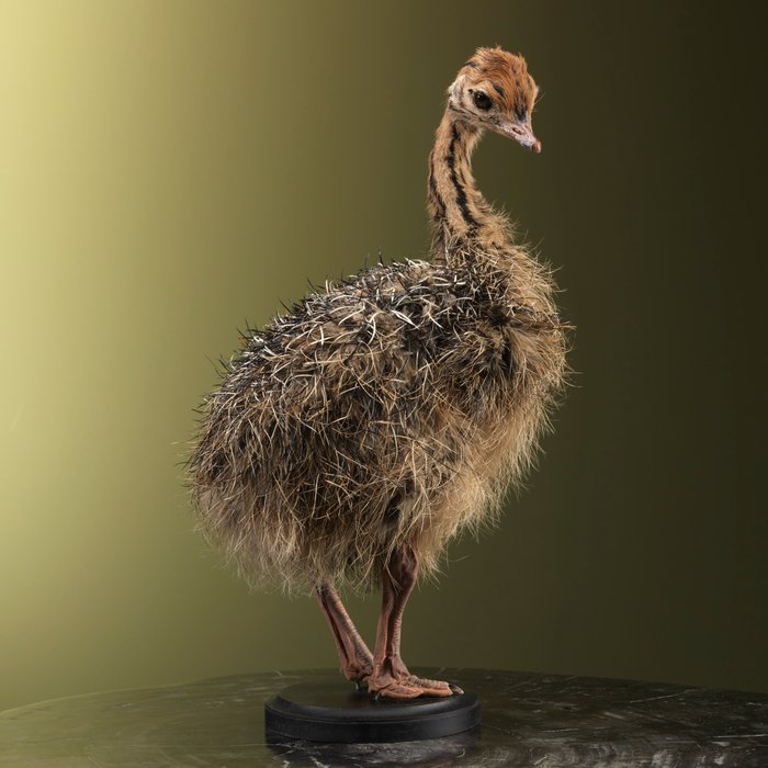幼年鴕鳥 - 標本全身支架 - Struthio camelus - 37 cm - 12 cm - 20 cm - 非《瀕臨絕種野生動植物國際貿易公約》物種