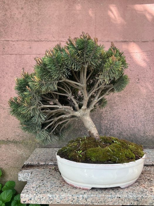 Bonsai Pinheiro (Pinus) - Altura (árvore): 41 cm - Profundidade (árvore): 46 cm - Japão