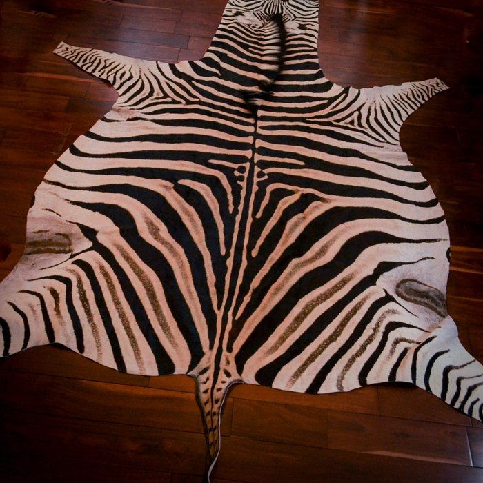 非洲平原斑馬地板-A級- 研究皮膚 - Equus quagga - 250 cm - 167 cm - 1 cm - 非《瀕臨絕種野生動植物國際貿易公約》物種