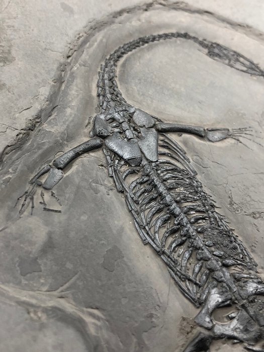 Fossile - Matrice fossile - Keichousaurus sp. - 25 cm - 18 cm