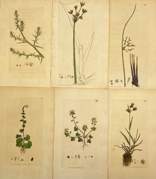James Sowerby - Set of 6 botanical prints - British wild flowers - Juncus inflexus, Saxifraga cernua, Salsola Kali - 1795-1799