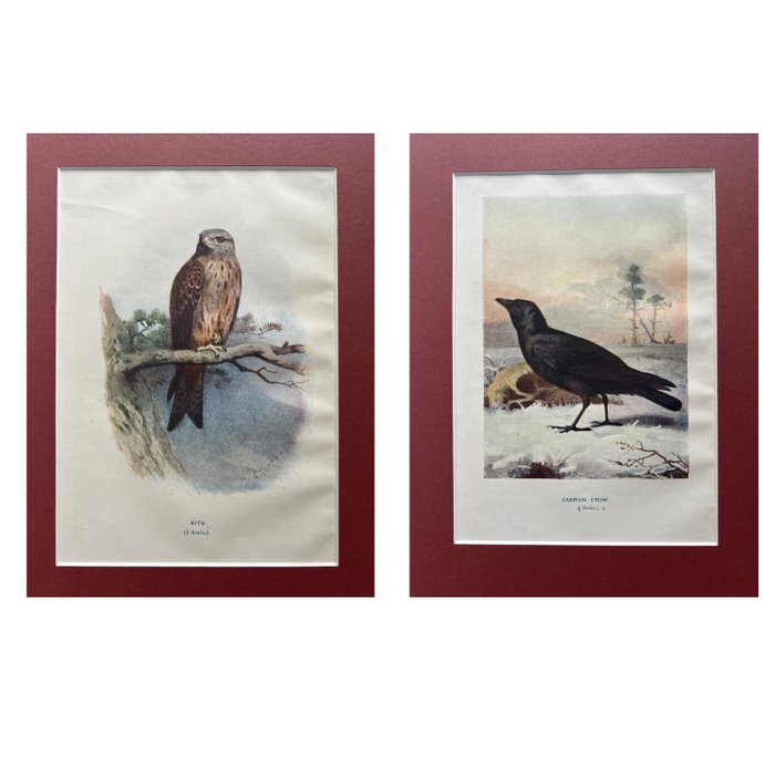 W. Swaysland - Set of 2 bird prints -  Kite and Carrion Crow by W. Swaysland, 1901 - 1901