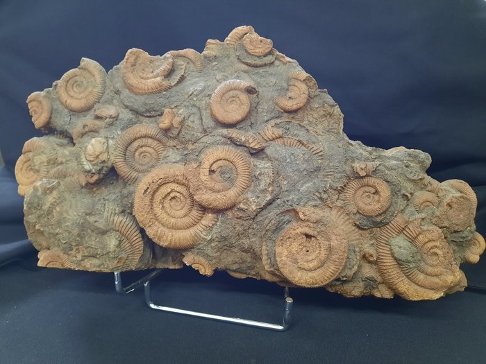 Αμμωνίτες σε μήτρα - Απολιθωμένη μήτρα - Dactylioceras commune - 22 cm - 39 cm  (χωρίς τιμή ασφαλείας)