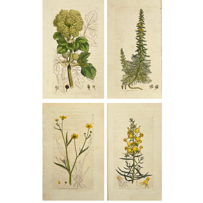 James Sowerby - Set of 4 Botanical Prints - Myriophyllum verticillatum, Smyrnium Olusatrum - 1757-1822